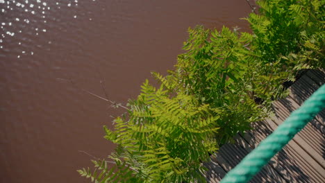 Lush-green-ferns-by-a-wooden-boardwalk-over-brown-water-in-Aveiro,-Portugal