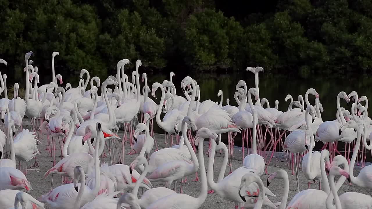 카리브 해 핑크 플라밍고 (caribbean pink flamingo) 는 아랍에미리트의 두바이에 있는 습지 보호구역인 라스 알 호르 야생 동물 보호구역 (ras al khor wildlife sanctuary) 에서 발견되었다.