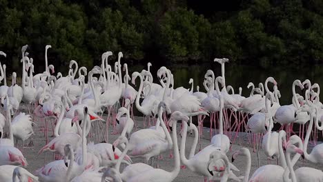 hd wildlife videos, caribbean pink flamingo at ras al khor wildlife sanctuary, a wetland reserve in dubai, united arab emirates, flamingos videos.