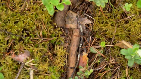 Close-up-top-view-of-the-ant-transportation-path