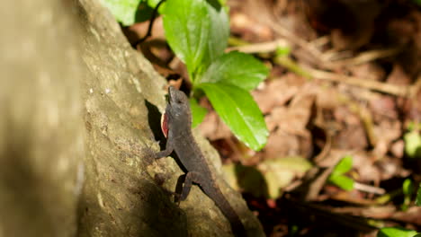 lagarto tropical se flexiona es frill en 4x cámara lenta