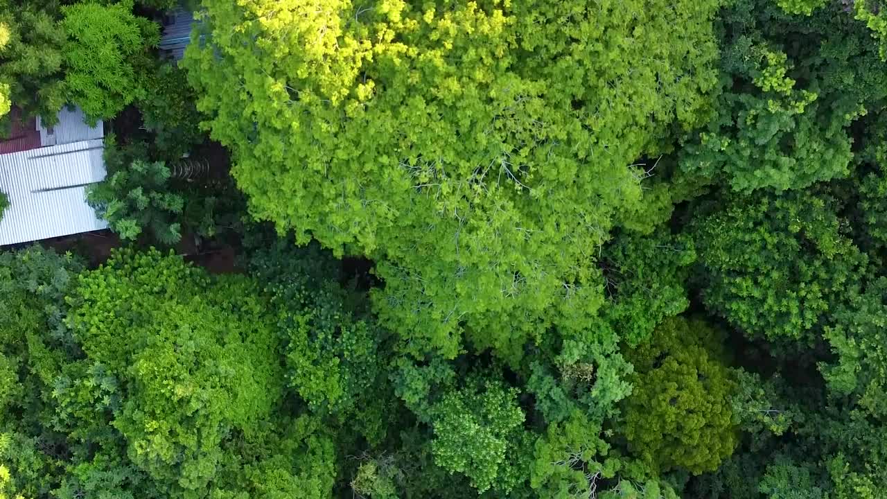 vegetación y árboles costeros de tiro cenital