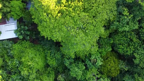 cenital shot coast vegetation and trees