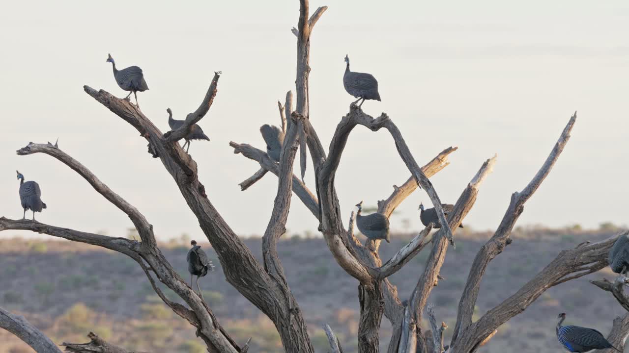 Group of helmeted guinea fowl and vulturine guinea fowl sharing the same roosting tree, perched on bare branches against an open savanna sky