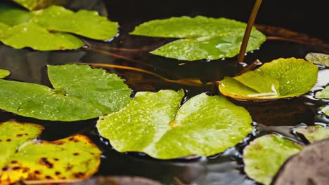 Hojas-De-Lirio-De-Agua-Flotando-En-La-Superficie-Del-Estanque