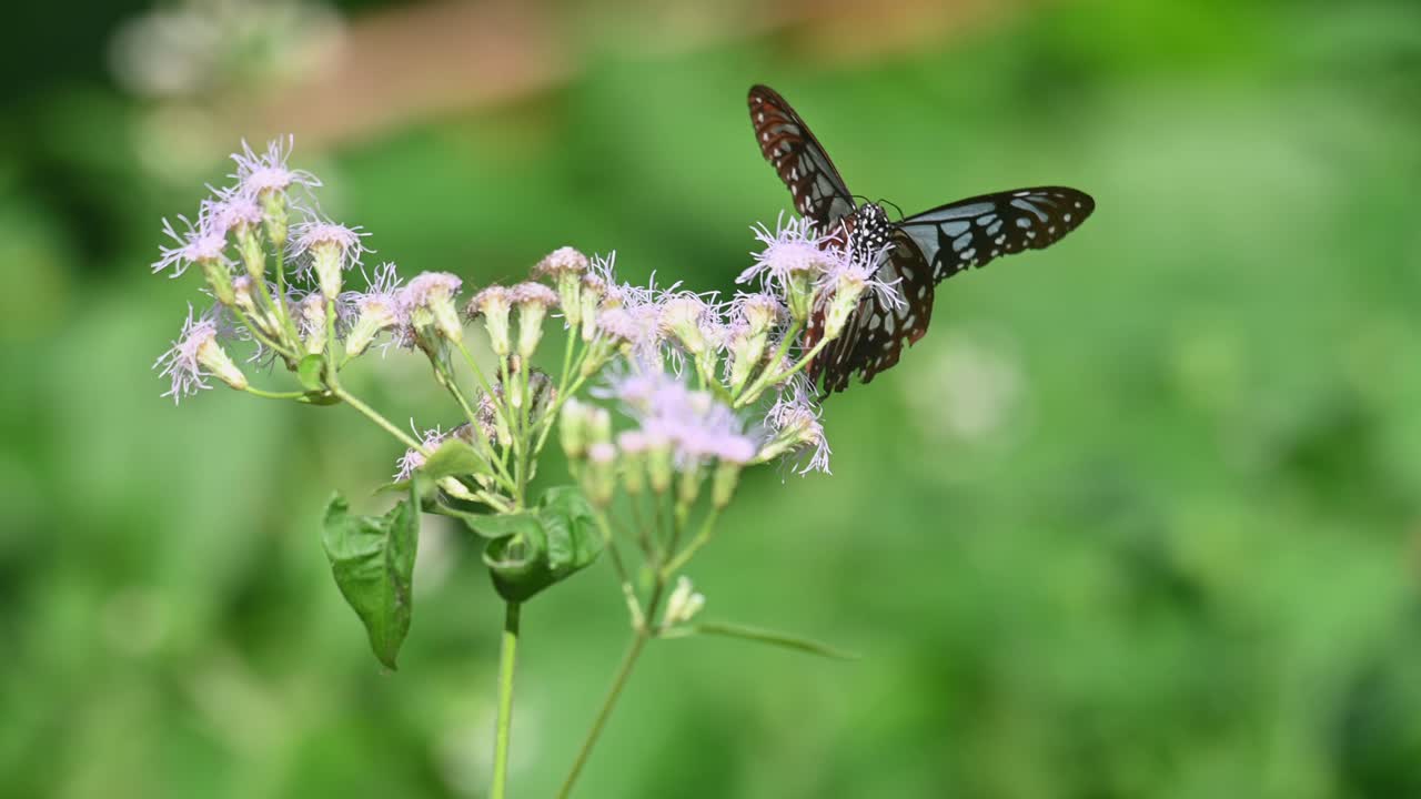 tigre vidrioso azul oscuro, ideopsis vulgaris macrina, mariposa, parque nacional kaeng krachan, tailandia, imágenes de 4k