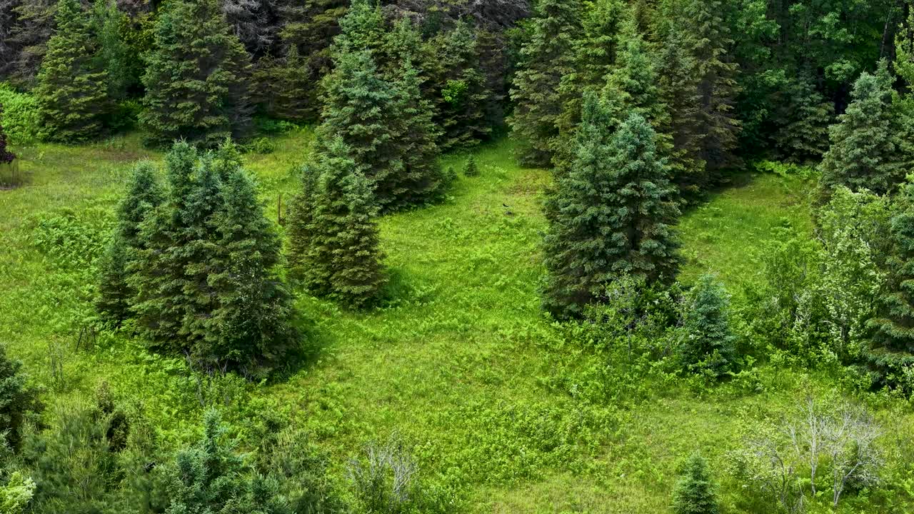 Aerial drone view of a lush green meadow scattered with small evergreen trees in vibrant summer light