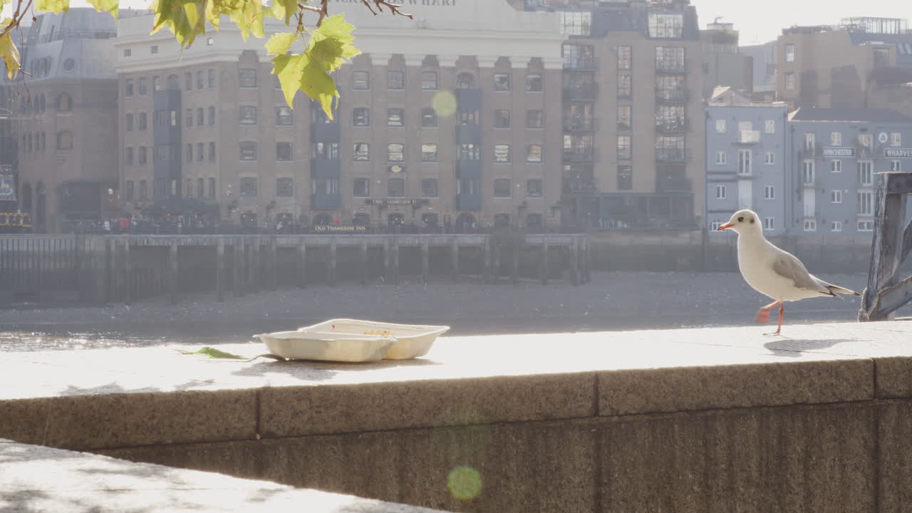 joven gaviota investigando y decidiendo en contra de una comida para llevar abandonada dejada en la pared del terraplén junto al río támesis en la ciudad de londres, retroiluminada, de cerca