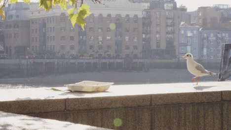 Gaviota-Joven-Investigando-Y-Decidiendo-Contra-Una-Comida-Para-Llevar-Abandonada-Dejada-En-El-Muro-Del-Terraplén-Junto-Al-Río-Támesis-En-La-Ciudad-De-Londres,-Retroiluminada,-De-Cerca