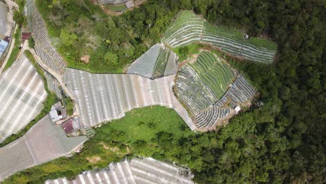 general landscape view of the brinchang district within the cameron highlands area of malaysia