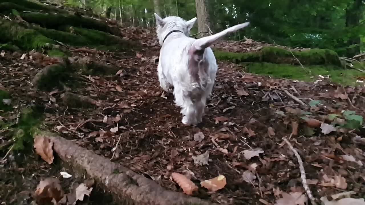 perro blanco corriendo sobre las raíces de los árboles en cámara lenta