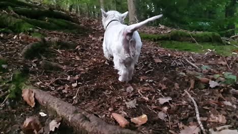 white dog running over tree roots in slowmotion