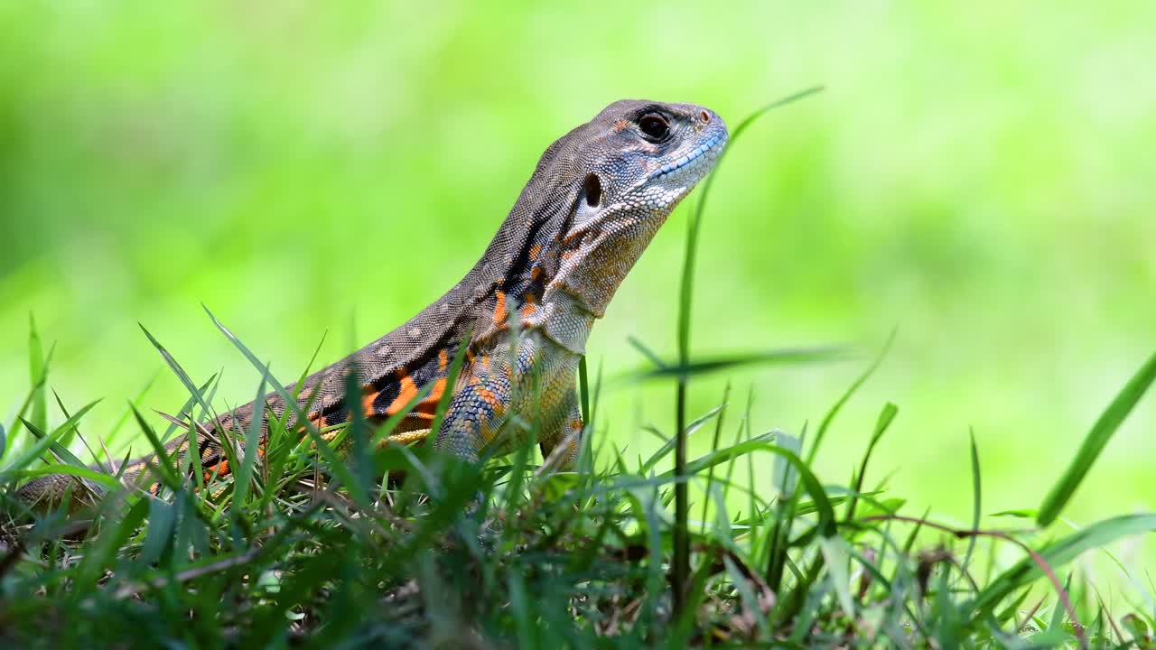나비 도마뱀은 이구아나의 일종이며 피부는 주황색, 올리브 녹색, 흰색과 파란색 반점으로 덮여 있습니다.