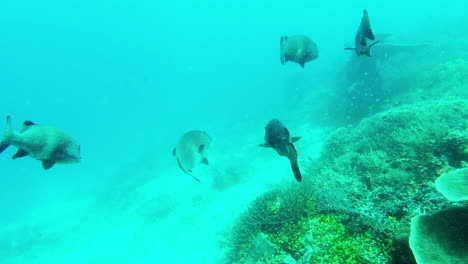 Trying-to-blend-in-with-the-marine-life