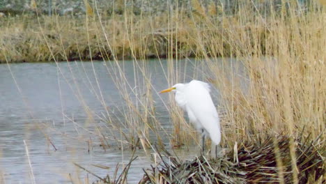 great egret takes a break from building its nest in a marsh - static