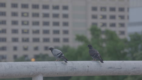 two pigeons standing on hand rail in parking garage