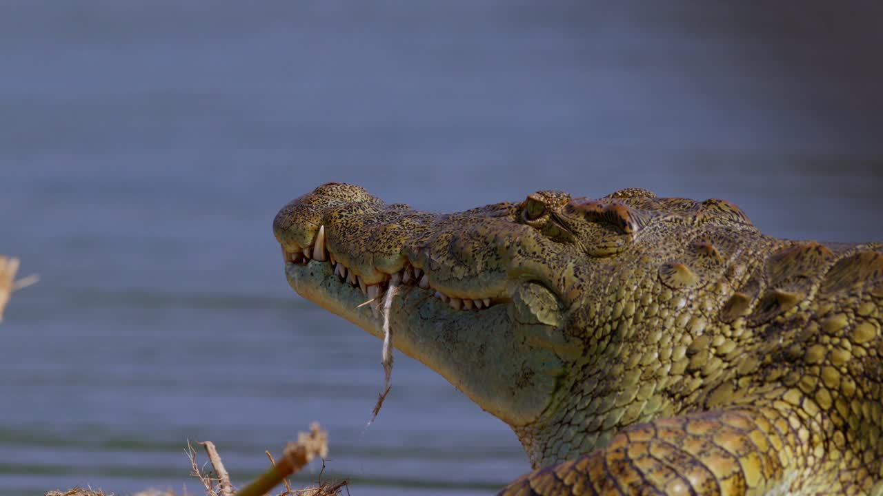 A Nile crocodile (Crocodylus niloticus) lies still by the water's edge in Uganda, jaw ajar with strands of grass between its teeth, its scaled body basking in the sun near the Nile River.