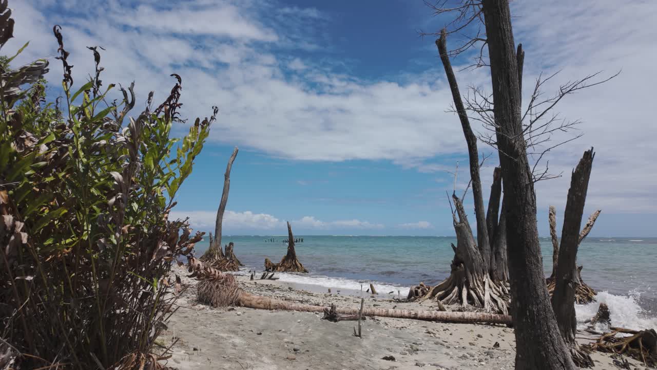 POV Walking Along Cahuita National Park with a walk along its sandy beach featuring scattered driftwood and towering trees set against a vibrant blue sky and sea.