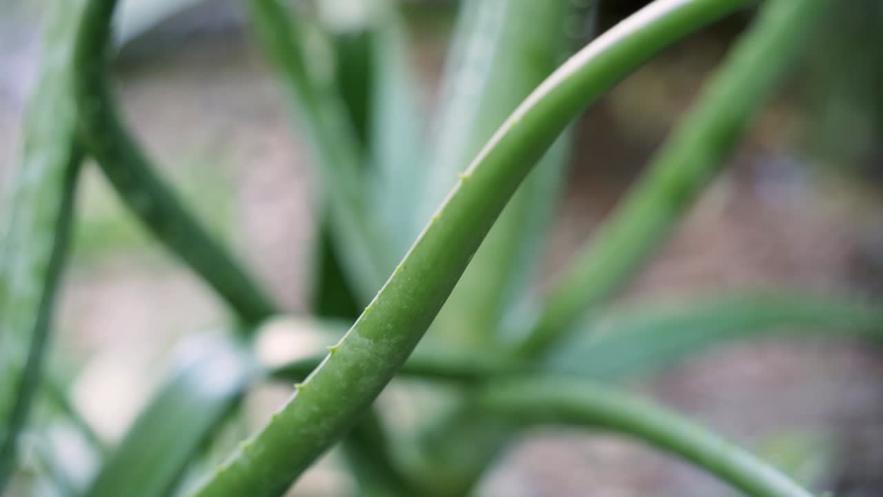 알로에 베라 식물 잎의 피사계 심도 부드러운 팬 샷