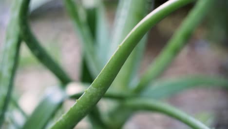 Tiefenschärfe,-Sanfter-Schwenk-Eines-Aloe-Vera-Pflanzenblatts