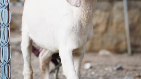 goat lamb discovering surroundings at farm stable closeup