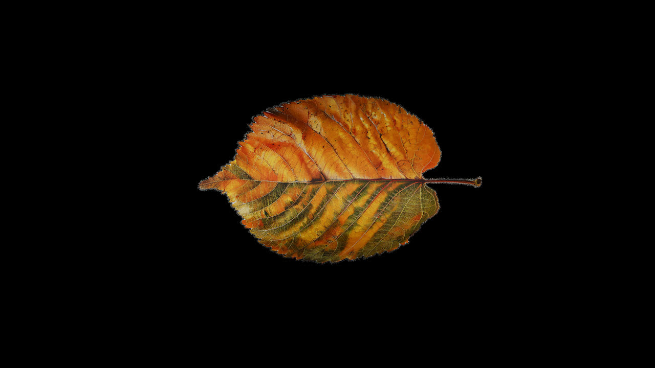 Foglie di autunno su sfondo nero