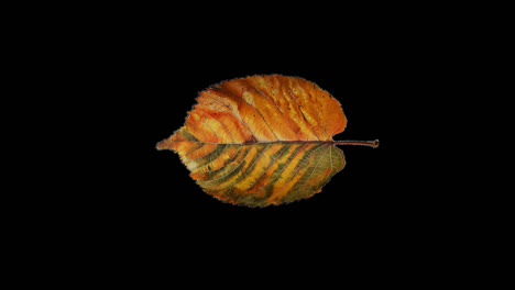 autumn leaves on a black background