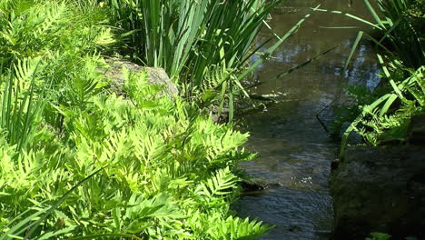 ferns and bulrushes line the sides of a small stream