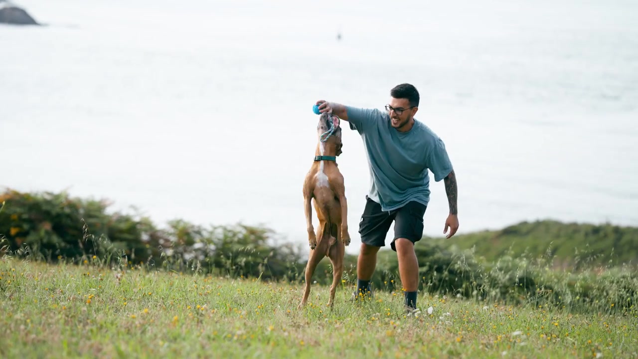 Man Playing Tug of War with Boxer Dog in Coastal Meadow