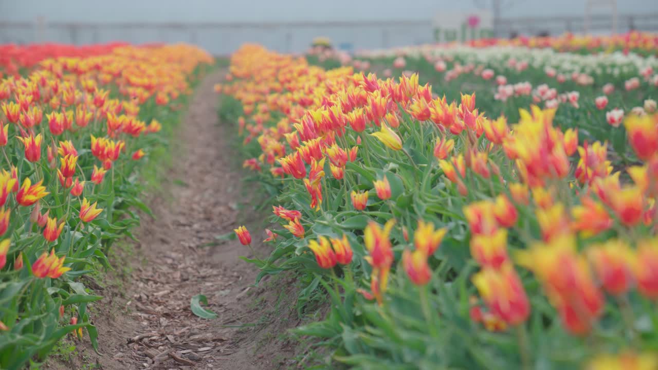 y tulipanes rojos en un campo de tulipanes amarillo, el establecimiento de fondo borroso