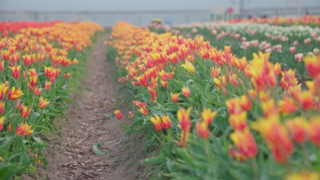 Gelbe-Und-Rote-Tulpen-In-Einem-Tulpenfeld,-Unscharfer-Hintergrund