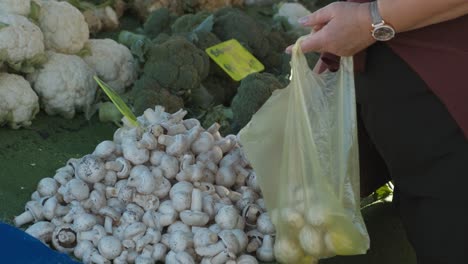 choosing fresh mushroom