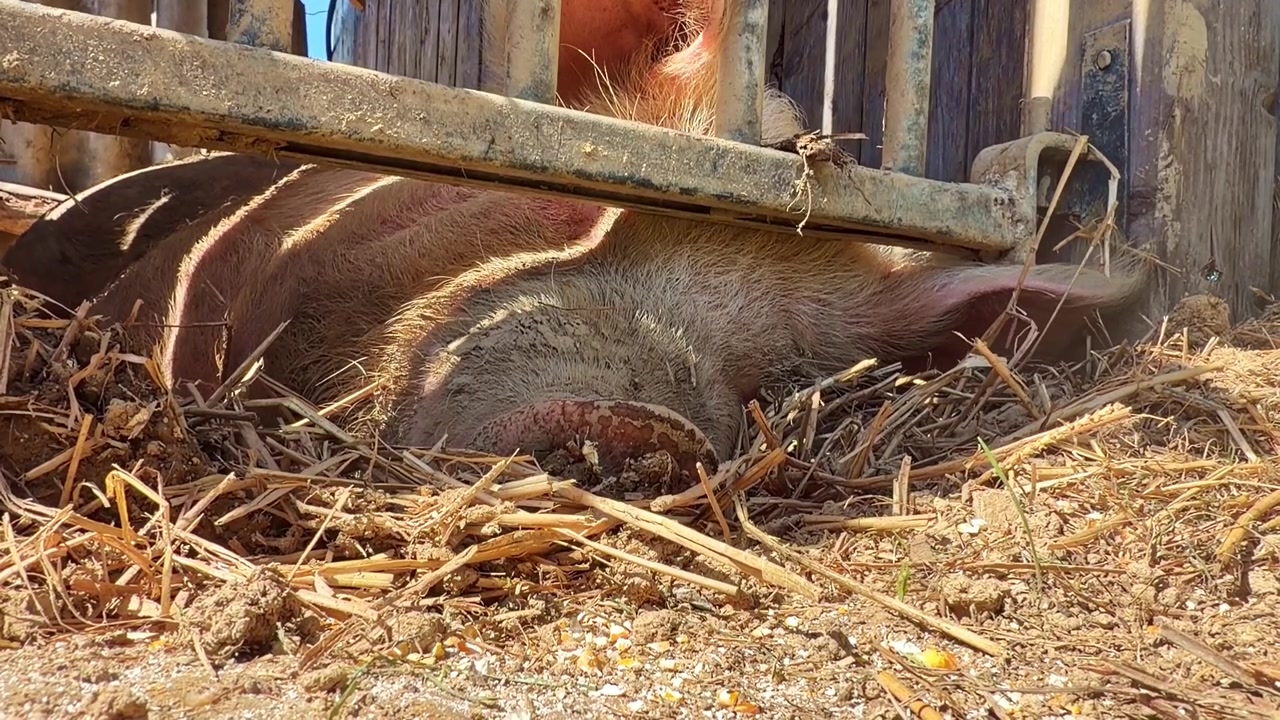 Hausschwein Sus scrofa domesticus ruht auf Stroheinstreu in einem Stall, zeigt eine ruhige Haltung und geringe Aktivität, typisch für ruhendes Vieh unter einer Schattenkonstruktion, statische Nahaufnahme