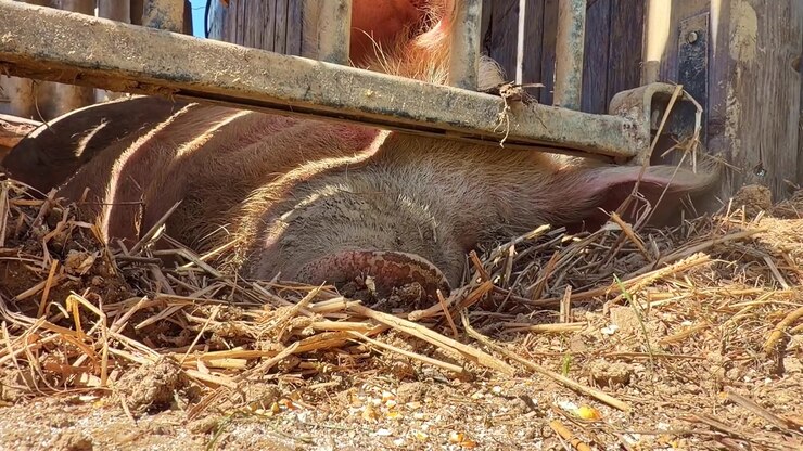 Maiale domestico Sus scrofa domesticus riposa su lettiera di paglia in un recinto agricolo, mostrando una postura calma e bassa attività tipica del bestiame a riposo sotto una struttura ombreggiante, primo piano statico.