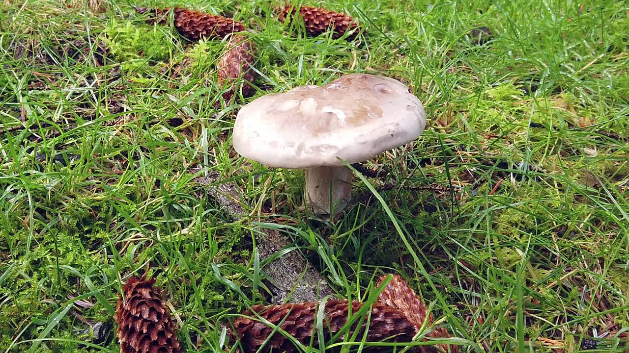 A white coloured fungus growing through the grass surrounded by Norway spruce cones in Bellever forest, in Dartmoor National Park, Devon, England