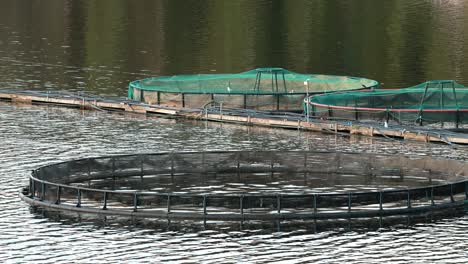 fisheries, fish farm in summer lake or river in beautiful summer sunny day. fish farm salmon. close up