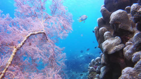 Fische-Schwimmen-Unter-Wasser-Zwischen-Den-Korallen