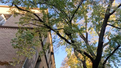 árbol al lado del edificio de la universidad de melbourne