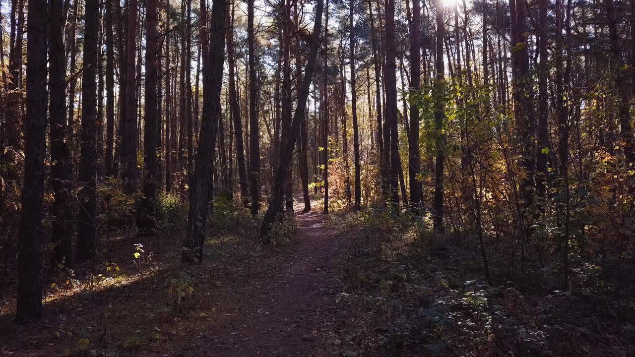 volando un dron lentamente por el bosque