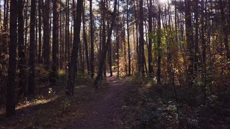 Flying-a-drone-slowly-through-the-forest