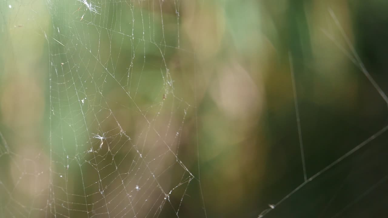 Detail of a shiny, sticky spider web