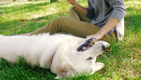 young female playing with labrador retriever dog in park