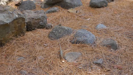 A-shot-of-lizzards-coming-to-throw-bread-at-them