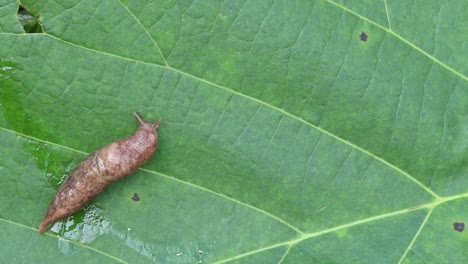 static up close view of a slug sitting on a leaf moving his antenae