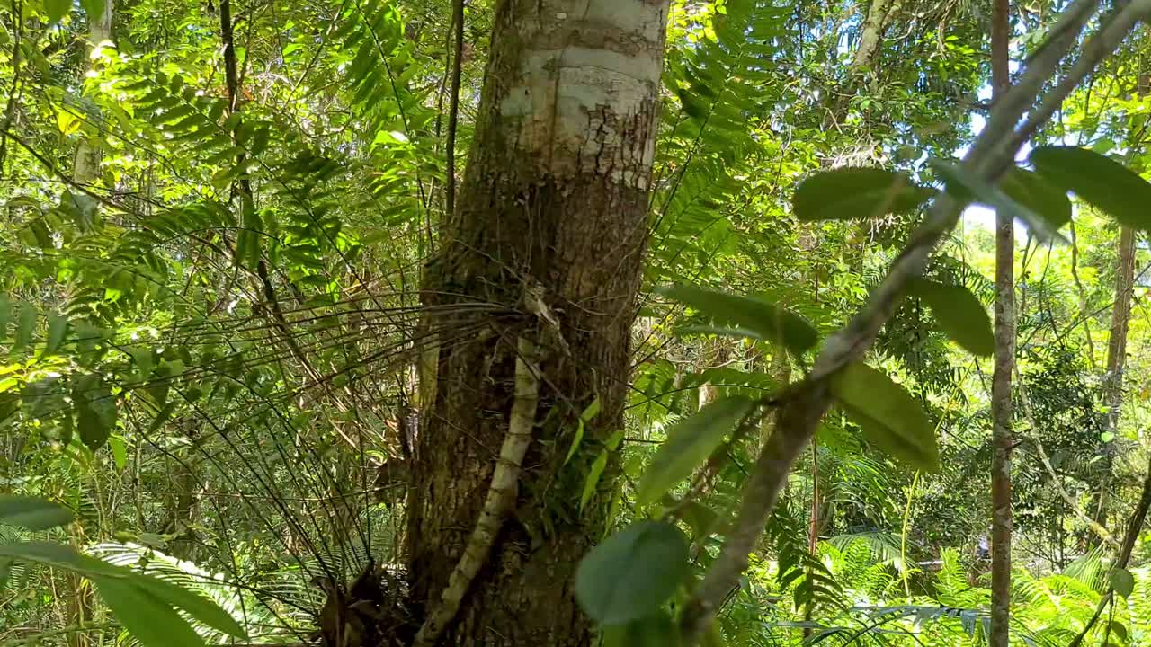 viajar por el dosel de la selva tropical en el teleférico skyrail en queensland