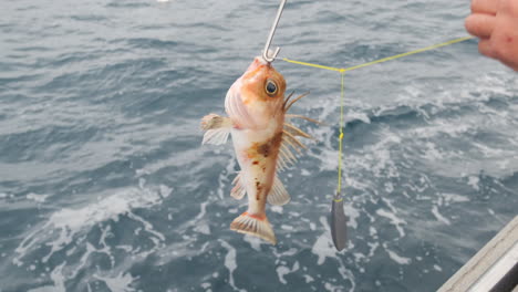 pescador atrapando especies pequeñas de peces naranjas en el océano australiano y dejándolo sobrevivir