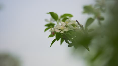 Primer-Plano-De-Flores-De-Manzana-De-Primavera