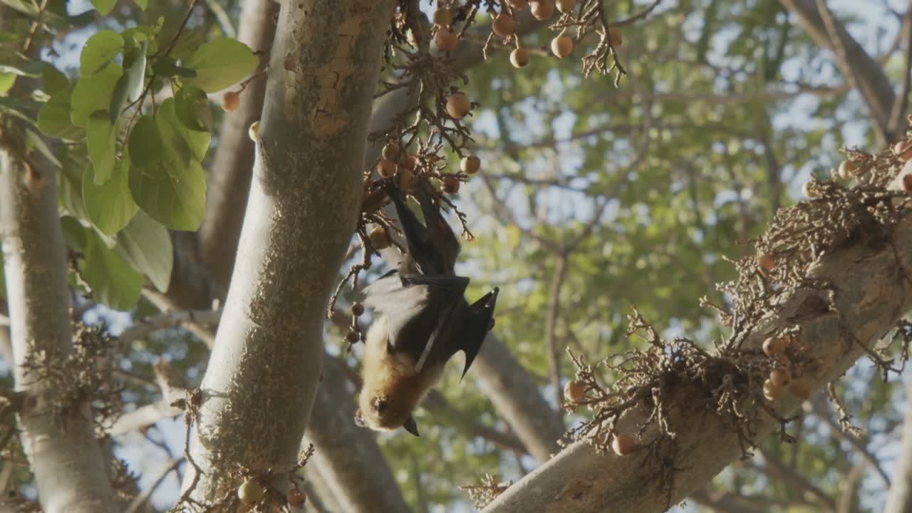 Bat walking down a branch of a fig tree, using its claws, upside down and flapping wings
