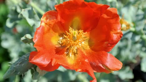 Amapola-Perenne-Glaucium-Corniculatum-Con-Tallos-Ramificados-Ascendentes