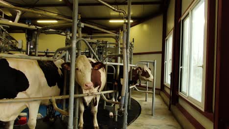 shot of the cow's in the milking system